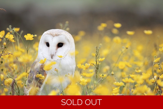 ADOPTED - Demeter’s Aether Leaf Owl - B